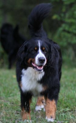 Elli
