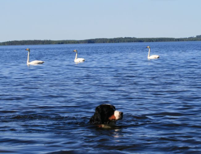 Vaihteleva starttikuva
