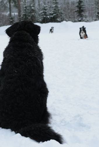 Vaihteleva starttikuva