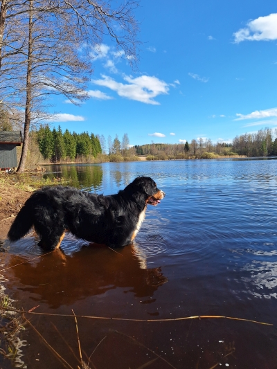 Vaihteleva starttikuva