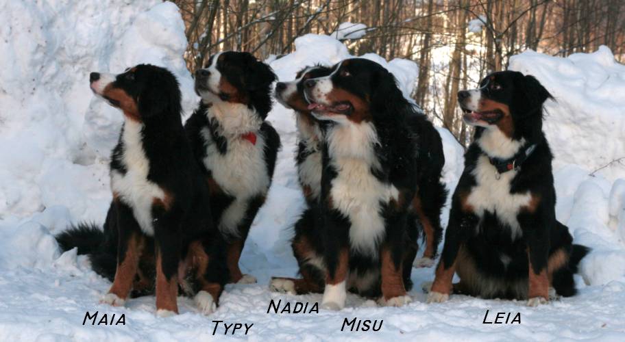Vaihteleva starttikuva