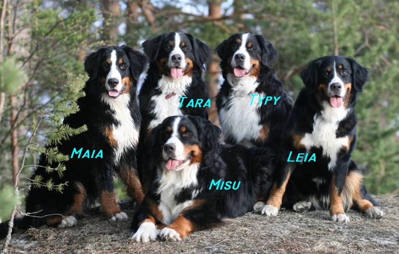 Vaihteleva starttikuva