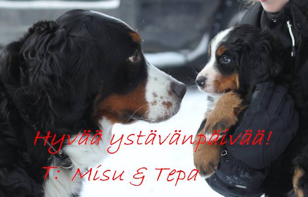 Vaihteleva starttikuva